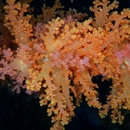 Coral1.JPG